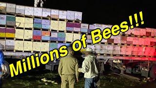 MILLIONS of BEES | BACK from California (Almonds) | Moving to Local Watermelon Field | CRAZY!!!