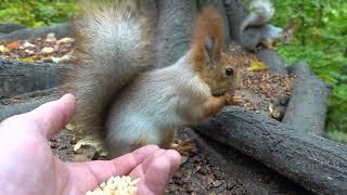 Прибегала Белка с Глазиком / A squirrel with Eye came running