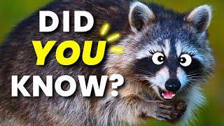 10 Raccoon Facts in 90 Seconds! ️