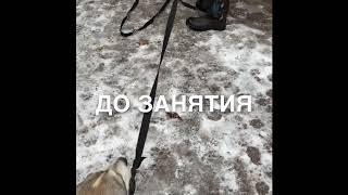 Вольер.С Вами кинолог Наталья Севостьянова