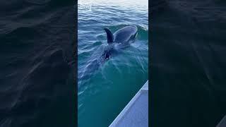 WATCH: #Orca comes VERY close to boater near Kingston