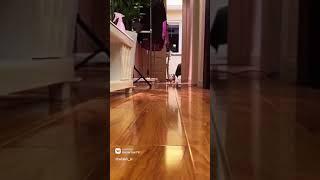 Cute cat with small legs