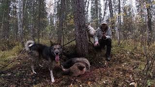 Золото осени, охота с лайкой на осеннего медведя