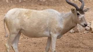 Addax animal information || Addax animal facts || Addax animal habitat |Addax animal characteristics