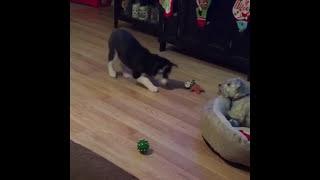 Compilation Of Talking Baby Husky