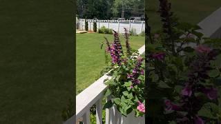 My 3 must have plants for attracting hummingbirds! #gardening #hummingbird #provenwinners #gardens