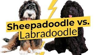 Sheepadoodle vs.  Labradoodle  Breed Comparison   2023 