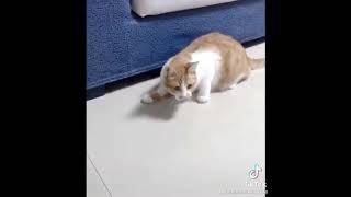 hayvonlar bilan kulguli holatlar funny situations with animals