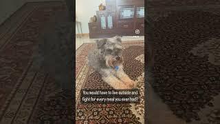 Spoiled Yoga Dogs Unite! #homeyoga #bestyoga #healingthroughyoga #yogastretch #yoga #healingvibes