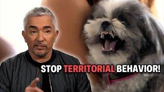 This Shih Tzu Pup Makes Me Bleed! | Cesar 911 Season 4, Ep. 3 - Part 1