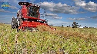 CASE 2388 Combine Canola Harvest In Uruguay + NEW HOLLAND T6050 Tractor (SOUND)