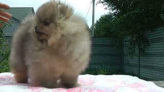 ПОМЕРАНСЬКИЙ ШПІЦ * POMERANIAN * FEMALE FOR SALE