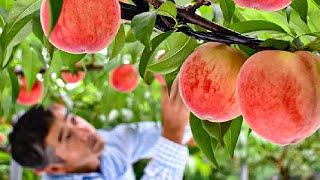 World's Most Expensive Peaches - Japan Agriculture Technology - Peaches Cultivation Technique