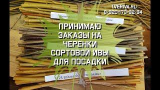 Принимаю заказы на черенки сортовой ивы для посадки и плетения на осень 2020г.