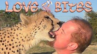 Cheetahs Hand Out Love Bites! Ears Nose Fingers & Eyebrows | Cubs Adults | Does Your Cat Do This?