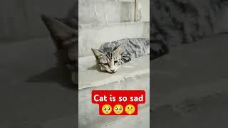 The cat is so sad  #creative #cat #youtube #shorts #fypシ゚viral