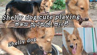 Lovely shelly dog day time lifestyle cute ️️ @shelly #shelly #dog #cute