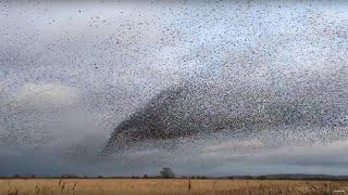 AMAZING Bird Flocks! | BBC Earth Explore