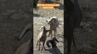 Ram FIGHT! Bighorn Sheep Butt Heads (Eastmans’ Hunting Journals)