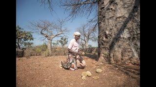 Au Zimbabwe, les fruits du baobab comme nouvelle source de revenus