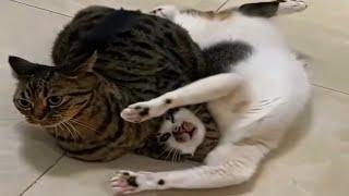 FUNNY CATS: Crazy and Completely Unpredictable