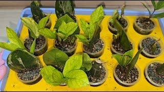 Results of rooting of zamioculcas after 3 months, variegated planting