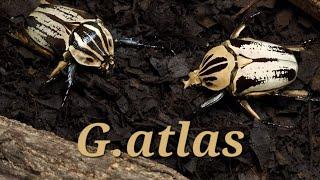 A legendary beetle! Goliathus Atlas (Beetle ASMR)