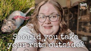 Should you take your pet rats outside??