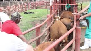 MSD Animal Health: Bees behandelings tegnieke