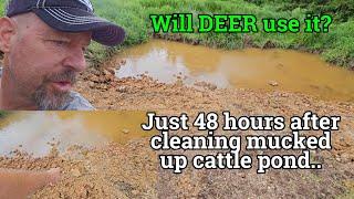 Mystery Revealed: Deer's Return to Missouri Cattle Pond