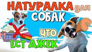 ЧЕМ КОРМИТЬ СОБАКУ НА НАТУРАЛКЕ. Как правильно кормить собаку натуралкой. Рацион питания собаки