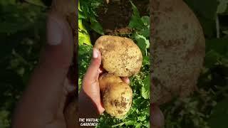 more zone 5 and 6 vegetables to grow