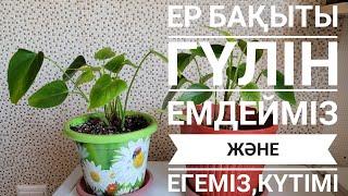 Ер бақыты гүлін емдейміз және егеміз,күтімі       #үйгүлдері #гүл #антуриум