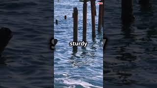 Impossible Engineering of Venice A City #shortstories #shorts #storybox