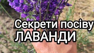 Сіємо лаванду! Показую різні варіанти та секрети посіву лаванди