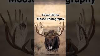 Photographing bull moose in Grand Teton. #animals #moose #nature #wildlife #wildlifephotography #yt