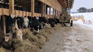 Bedding Cattle Durring the Winter on a Dairy Farm