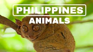 THE PHILIPPINES: ANIMALS AND MARINE LIFE-TARSIER, TAMARAW, AND MUCH MORE!