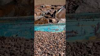 Unbelievable Transformation: Turning a Chevy Truck Bed into a Pondless Waterfall