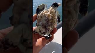 The amazing journey of a sea turtle #shortvideo #rescue #cute #turtle