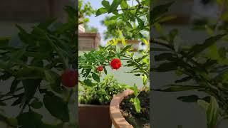 Pomegranate अनार बोनसाई ! #shorts #bonsai #pomegranatefruit