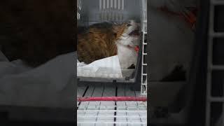 How to deal with angry cat and ferocious cat  part 15