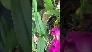 Today Orchid Courier Details All Over India Naji’s World 8592082837 whatts app #najisworld #onlinesa