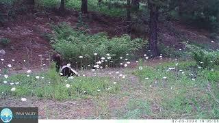 Striped Skunk & Painted Turtle Eggs