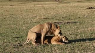 Львы. Лев и Львица. Африка. Кения. Africa. Kenya. Masai Mara. Сафари. Safari