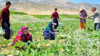 Elham worked in the farm with her parents to earn income