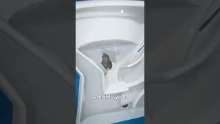 this mice going bye bye  #memes #funny #viral#shorts #mice