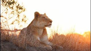 Male Lion and His Pride in Golden Light