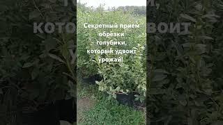 Секретный прием обрезки голубики, который удвоит урожай!