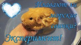 Плавают ли морские свинки / Эксперимент